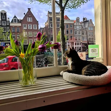 Tulip Of Amsterdam-2